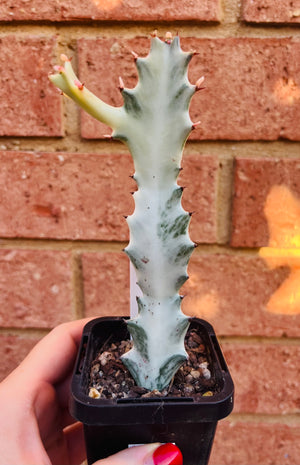 Euphorbia lactea variegata