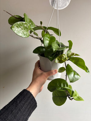 Hoya - Krinkle Giant 'Splash' - Collection No. 222