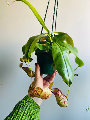 Nepenthes 'St Gaya' - Pitcher Plant