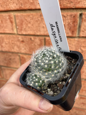 Mammillaria dasyacantha