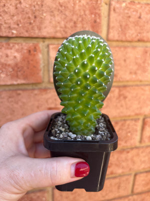 Mammillaria Pico ‘Dalek’