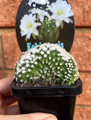 Echinopsis denudata (aka seminuda) crest