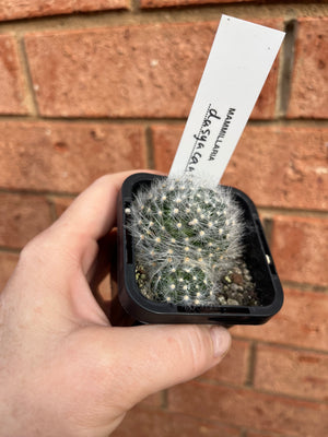 Mammillaria dasyacantha