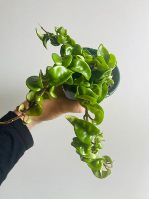 Hoya - Indian Rope Collection No. 2