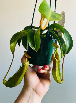 Nepenthes 'Gentle' - Pitcher Plant