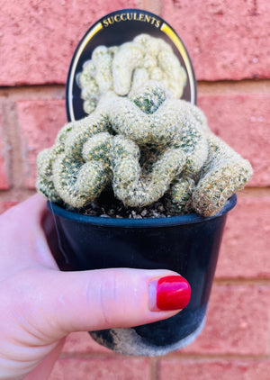 Mammillaria Elongata Cristata - The Brain Cactus