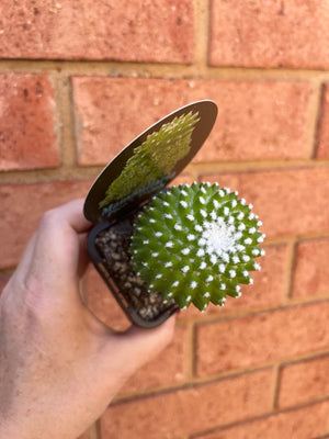 Mammillaria Pico ‘Dalek’