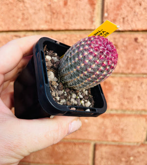 Echinocereus pectinatus var. rigidissimus ‘The Rainbow Plant’