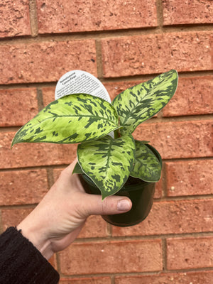 Homalomena - Camouflage