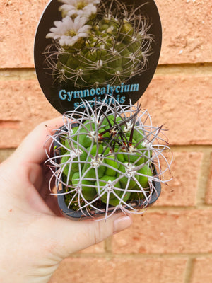 Gymnocalycium saglionis
