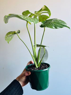 Monstera deliciosa 'Thai Constellation'