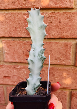 Euphorbia lactea variegata