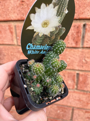 Chamaelopsis hybrid ‘White Angel’