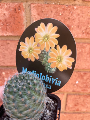 Mediolobivia pygmaea