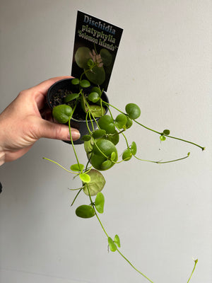 Dischidia cleistantha - previously platyphylla 'Solomon Islands'