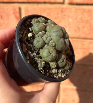 Lophophora williamsii v. caespitose
