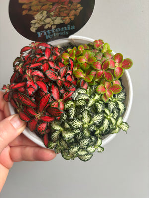Fittonia - Tri Pots