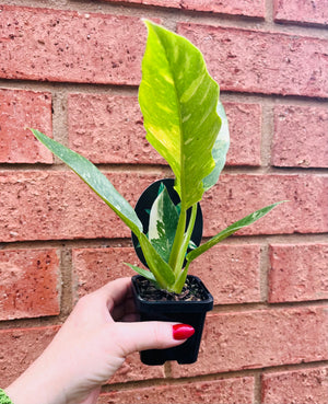 Philodendron serratum ‘Ring of Fire'