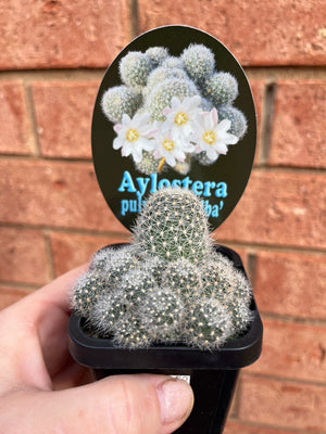 Aylostera pulvinosa ‘Alba’