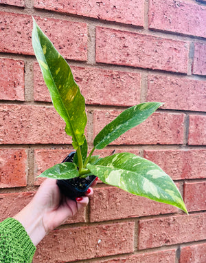Philodendron serratum ‘Ring of Fire'
