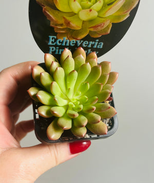 Echeveria cv. - 'Pink Ruby'