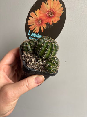 Lobivia arachnacantha (Orange Form)