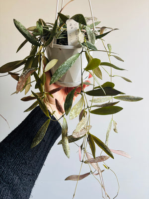 Hoya Sigillatis Collection No. 186