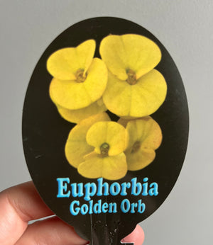 Euphorbia millii ’Golden Orb’