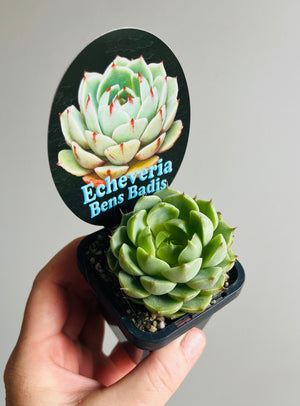 Echeveria cv. 'Ben Badis'
