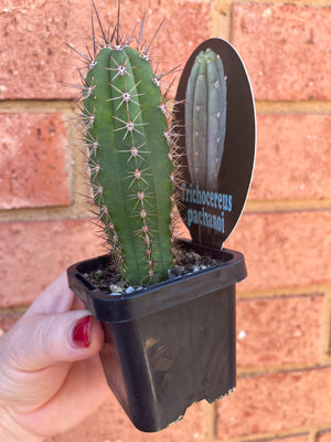 Trichocereus pachanoi ‘San Pedro Cactus’