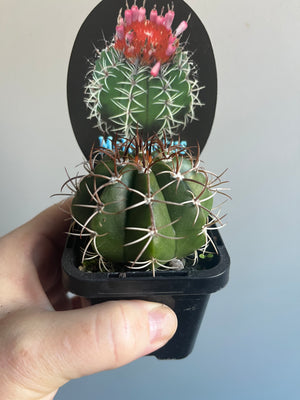 Melocactus matanzanus 'The Dwarf Turk's Cap'