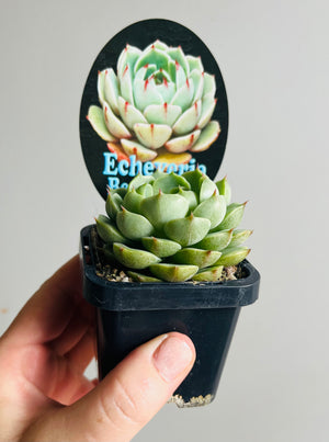 Echeveria cv. 'Ben Badis'