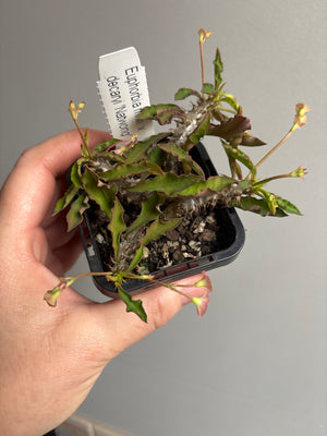 Euphorbia millii x decaryi ‘Natwong’