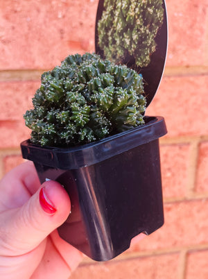 Cereus forbesii 'Tiny Tot’