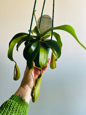 Nepenthes 'Gentle' - Pitcher Plant