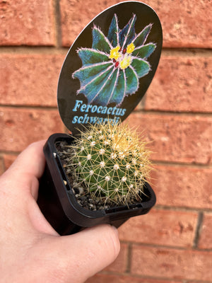 Ferocactus schwarzii