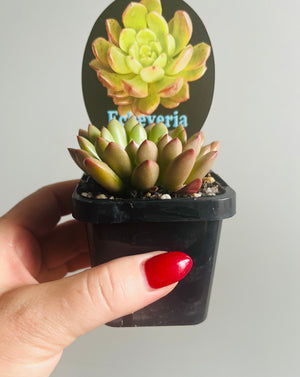 Echeveria cv. - 'Pink Ruby'