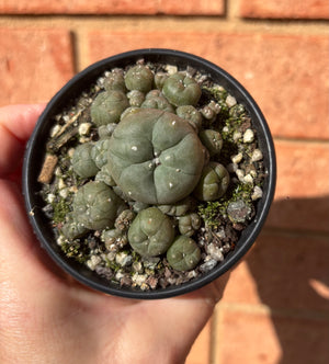 Lophophora williamsii v. caespitose