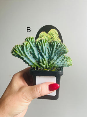 Myrtillocactus geometrizans ‘cristata’