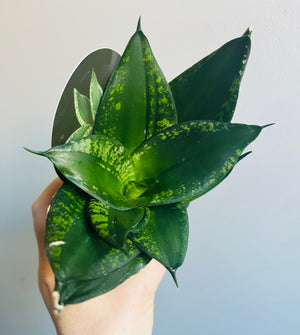 Sansevieria trifasciata c.v. Dwarf Whitney