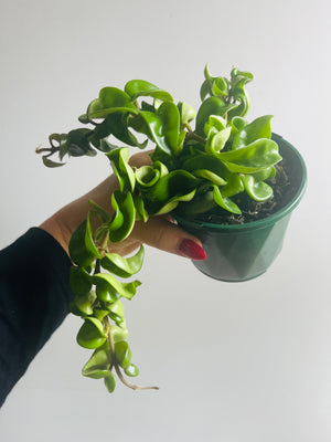 Hoya - Indian Rope Collection No. 2