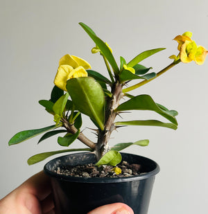 Euphorbia millii ’Golden Orb’