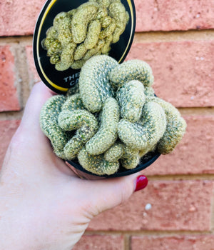 Mammillaria Elongata Cristata - The Brain Cactus
