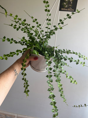 Dischidia ruscifolia - Million Hearts