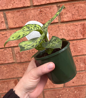 Homalomena - Camouflage