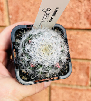 Mammillaria glassii