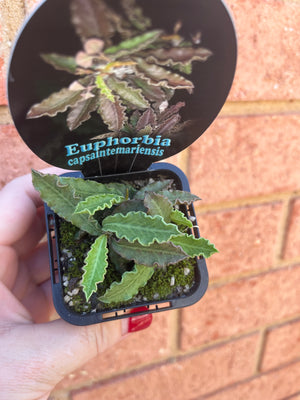 Euphorbia capsaintemariensis 'Dead Plant'