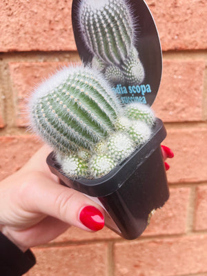 Parodia scopa ssp. succinea f. albiseta