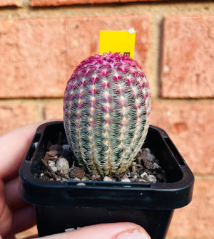 Echinocereus pectinatus var. rigidissimus ‘The Rainbow Plant’