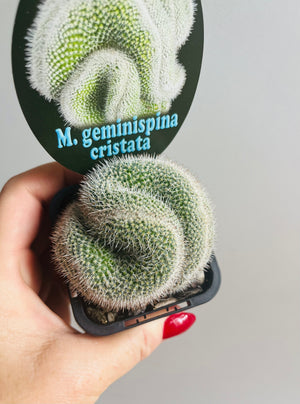 Mammillaria geminispina ‘Cristata’